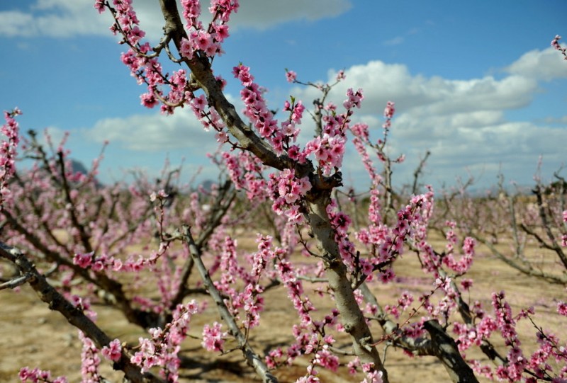 <span style='color:#780948'>ARCHIVED</span> - Murcia fruit trees in spring blossom as warm October weather misleads them