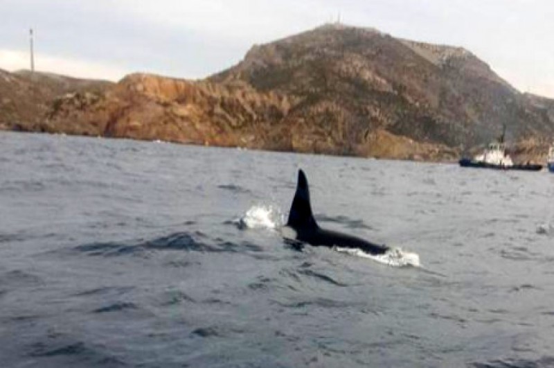 <span style='color:#780948'>ARCHIVED</span> - Killer whales seen in Cartagena thought to have moved on to the Balearics