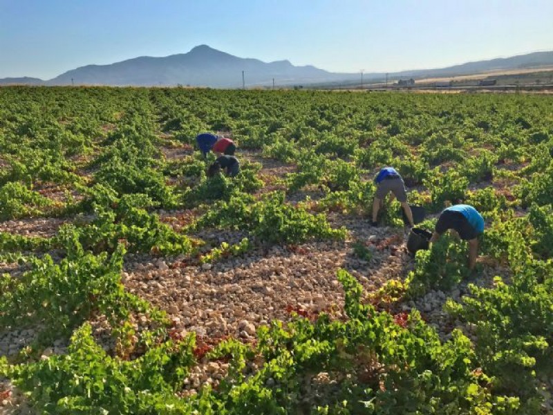 <span style='color:#780948'>ARCHIVED</span> - Warm weather brings forward the grape harvest in Jumilla