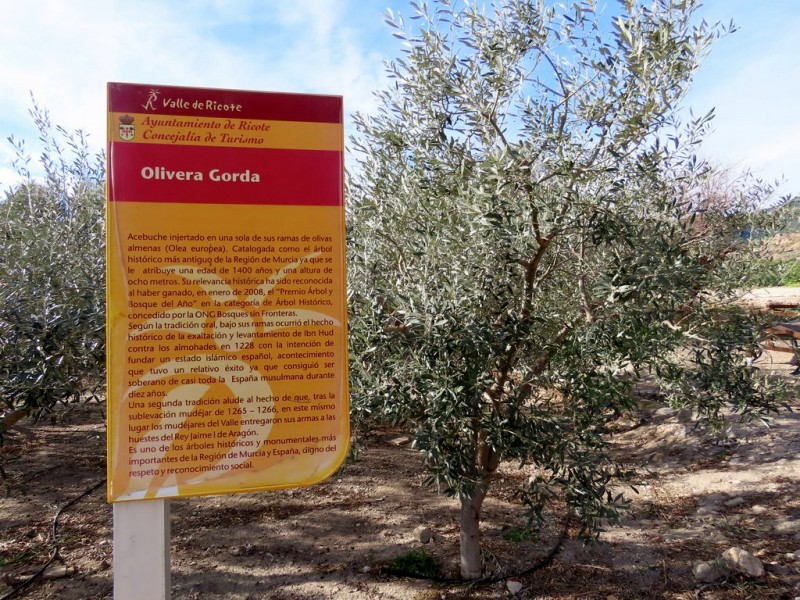 The oldest tree in the region of Murcia, the Olivera Gorda in Ricote