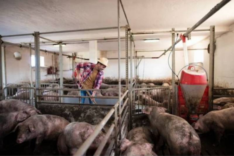 Blanket ban on expanding polluting pig farms in the Region of Murcia